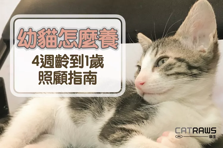 96+ 图片 貓 新的 44 幼貓怎麼養?從4週齡到1歲都適用的照顧指南- 貓生CATRAWS