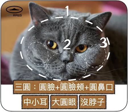 69+ 图片 英國 短 毛 貓 新的 20 關於英國短毛貓|個性、飲食、健康照顧重點- 貓生CATRAWS