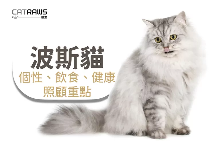 62+ 图片 猫 新的 62 關於波斯貓|個性、飲食、疾病、健康、照顧重點- 貓生CATRAWS