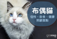 00關於布偶貓-個性、飲食、健康照顧重點