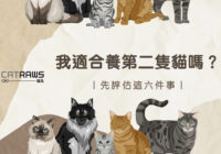 750我適合養第二隻貓嗎？先評估這六件事