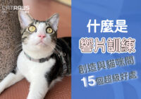 什麼是響片訓練-創造與貓咪間的15個超級好處