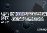 吃減重飼料就能幫貓減肥？你需要更有效的貓咪減肥計劃