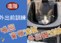 外出訓練之喚回背帶與外出籠減敏