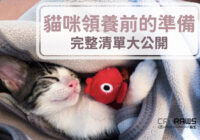 如何做好貓咪領養前的準備-完整物品清單大公開