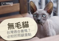 封面-關於無毛貓台灣適合養嗎