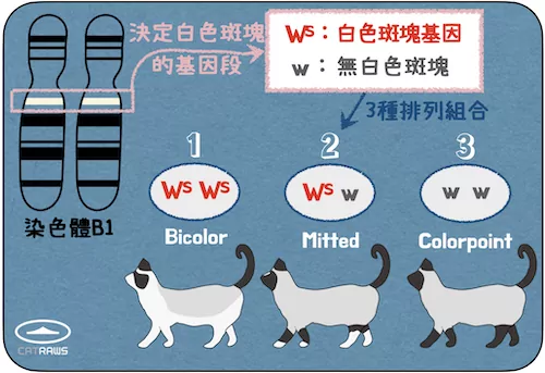 布偶貓-Ws基因