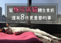 幫糖尿病貓轉生食前還有八件更重要的事