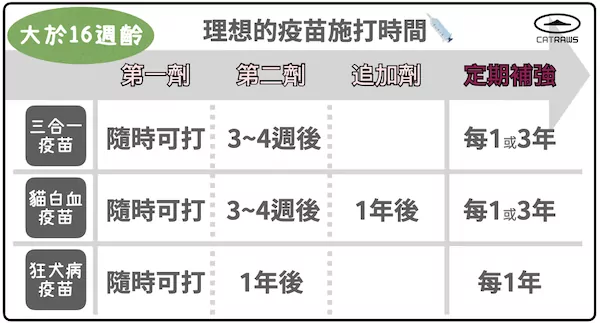 幼貓大於16週齡的疫苗施打時間