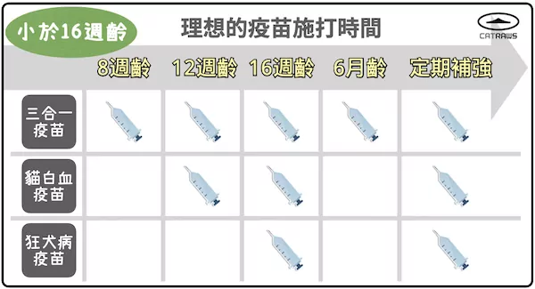 幼貓小於16週齡的疫苗施打時間