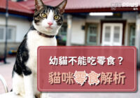 幼貓真的不能吃零食嗎-貓咪零食解析