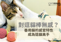 成為逗貓棒高手