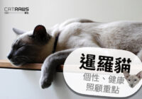 暹羅貓Siamese-個性、健康照顧重點