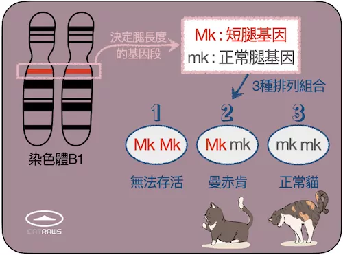 曼赤肯貓-基因表現