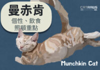 曼赤肯貓munchkin-個性飲食照顧重點