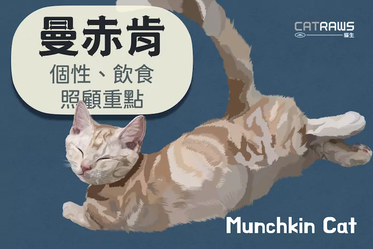 曼赤肯貓munchkin-個性飲食照顧重點