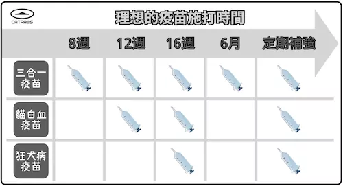 貓咪理想疫苗施打時間