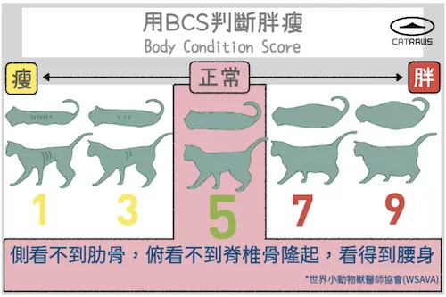 用BCS判斷胖瘦