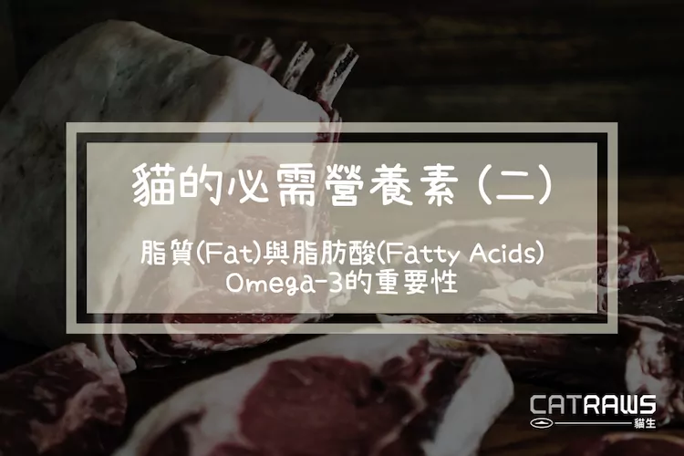 貓的必需營養－脂質與脂肪酸｜Omega-3的重要性