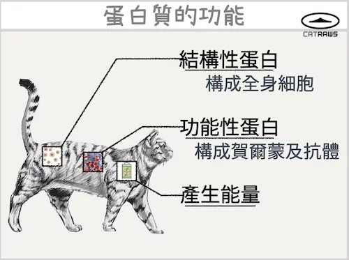 蛋白質的功能