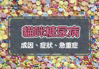 貓咪糖尿病|成因、症狀、急重症