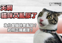 貓咪又亂尿了!常見原因與處理原則