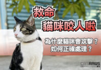 貓咪咬人手腳!為什麼貓咪會攻擊？如何處理？
