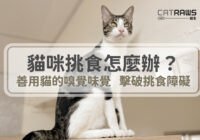貓咪挑食怎麼辦-用嗅覺味覺改善