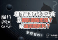 貓咪最近不太愛生食就餓到他想吃？或給回乾飼料嗎