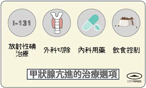 貓咪甲狀腺亢進的治療選項