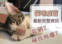 貓咪疫苗怎麼打？什麼是佐劑及惡性肉瘤？最新預防針完整資訊