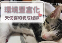 貓咪的環境豐富化