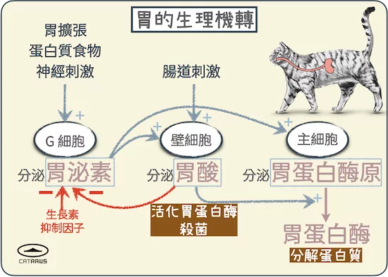 貓咪胃的生理機轉