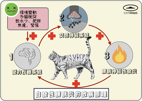 貓咪自發性膀脱炎的致病原理