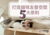 [鏟屎官必看]打造貓咪友善空間的五大原則