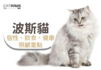 關於波斯貓-個性飲食健康照顧重點