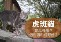 關於虎斑貓-品種,個性重點