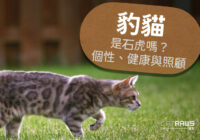 關於豹貓-是石虎嗎？個性健康與照顧