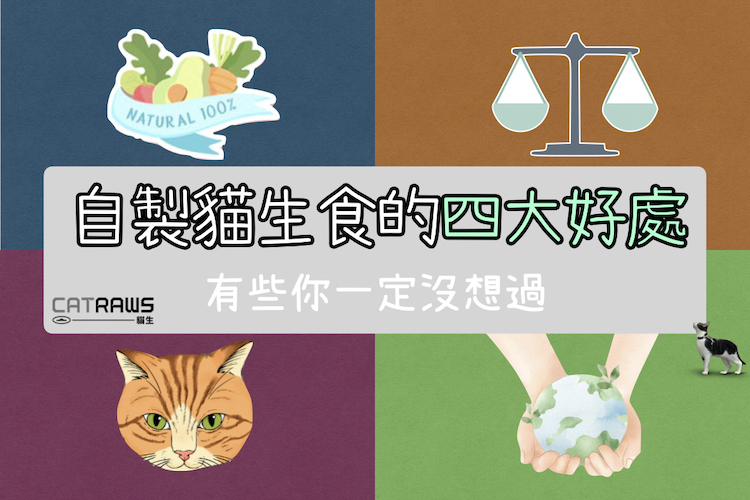 自製貓生食的四大好處｜有些你一定沒想過
