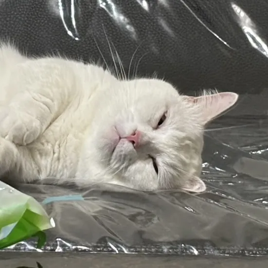 菜期啊跟菜包的阿母